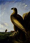 John James Audubon Washington Sea Eagle painting
